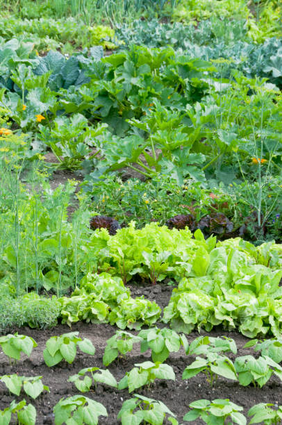 istock Fresh green lettuce and bush bean plants 661474876
