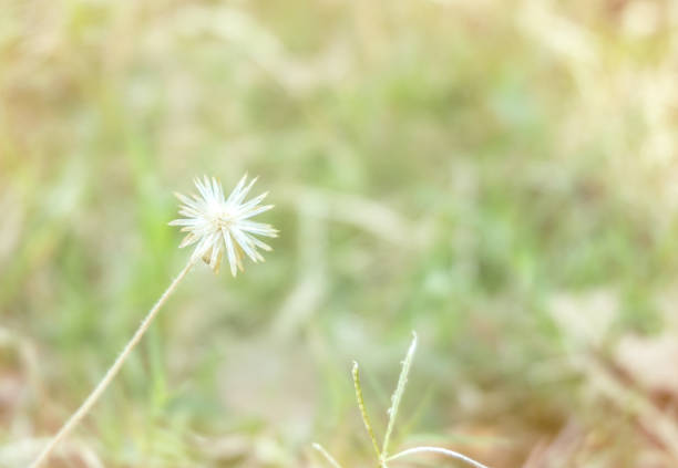 white flower in the garden, soft tone background