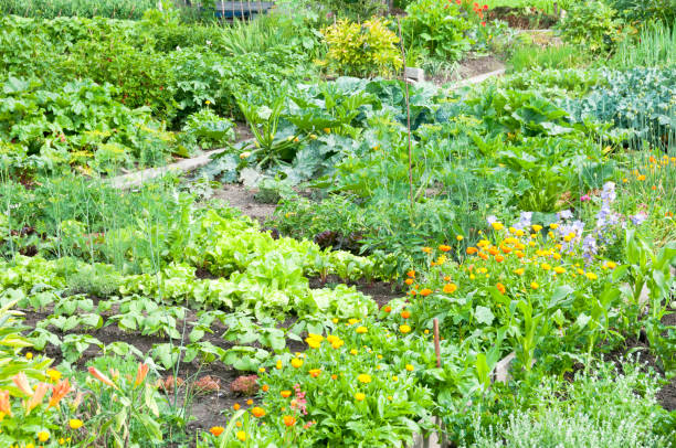 istock Marigold and larkspur in a vegetable garden 661477504