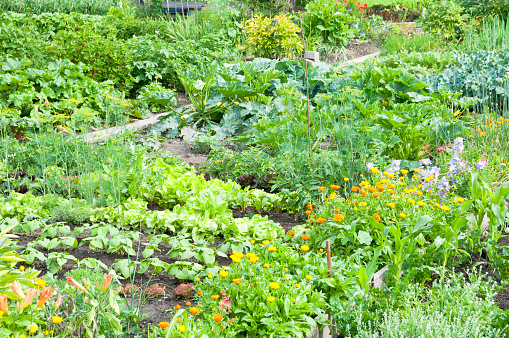 Marigold, larkspur and different vegetables on a vegetable garden ground