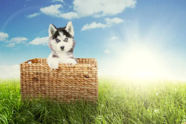 Picture of a Siberian husky puppy looking at the camera while sitting inside the wicker basket in the meadow