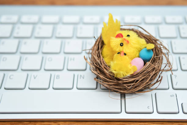 basket with chicken and eggs on keyboard - easter animal egg eggs single object imagens e fotografias de stock