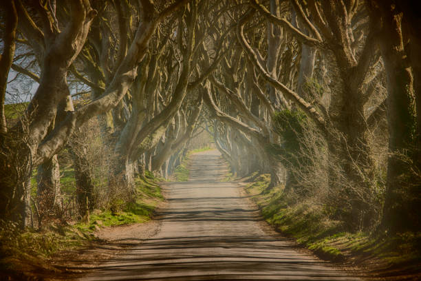 istock Dark hedges of Northern Ireland 661482544