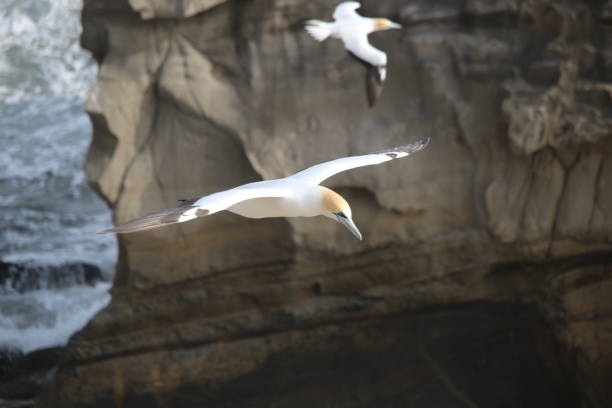 istock New Zealand Gannet 661488782