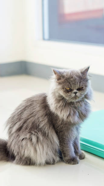 chat persan gris assis dans la salle. - phlegmatic photos et images de collection