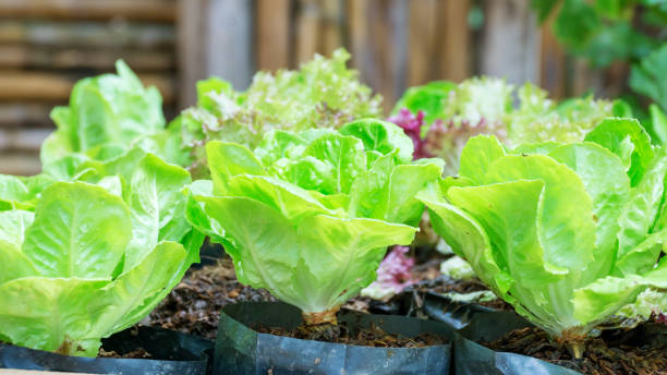 istock Cos lettuce in the vegetable garden. 661496740