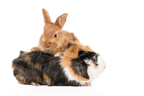 Beautiful redheaded rabbit climbed a multicolored guinea pig isolated on a white background