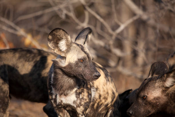 африканская охота на диких собак - hwange national park стоковые фото и изображения