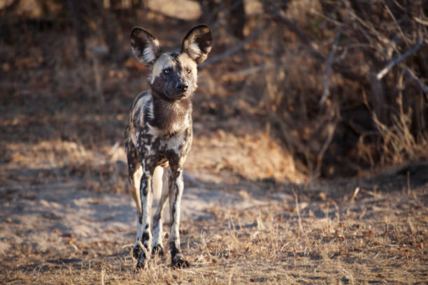 caza de perro salvaje africano - paint can fotografías e imágenes de stock