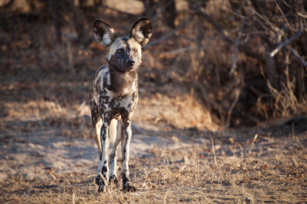 African wild dog hunting
