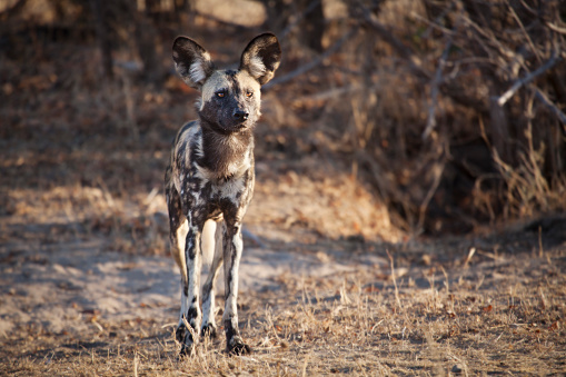 African wild dog hunting
