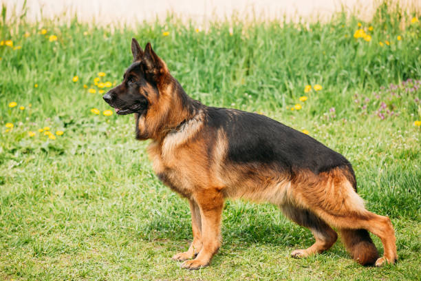 istock Alsatian Wolf Dog Or German Shepherd Dog Posing At Training Obedience On Green Grass. Deutscher Dog. 661504114