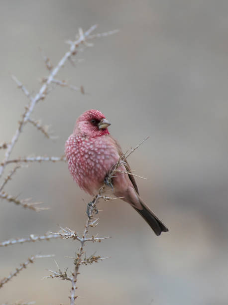 istock Great rose finch (male) 661504148