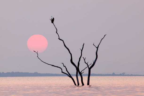 águila de los pescados africanos en un árbol - isla bartolomé fotografías e imágenes de stock