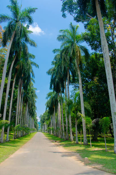 istock Royal Botanical Garden Peradeniya, Sri Lanka 661504806
