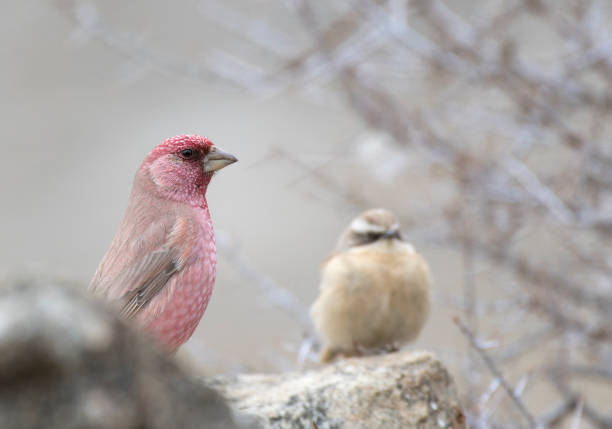 istock Great rose finch (male) 661505604