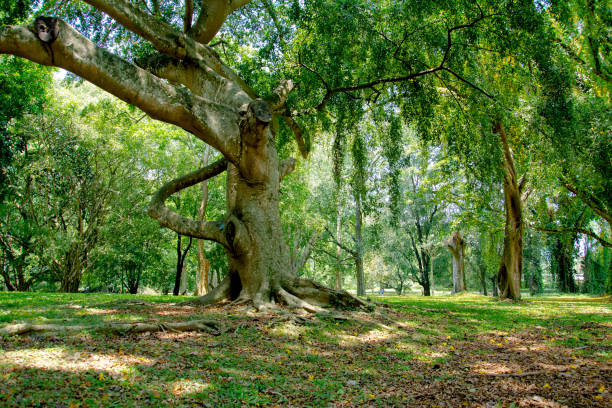 istock Royal Botanical Garden Peradeniya, Sri Lanka 661506292