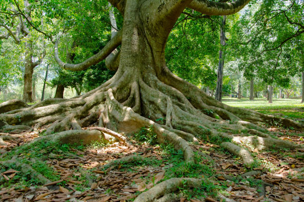 istock Royal Botanical Garden Peradeniya, Sri Lanka 661508686