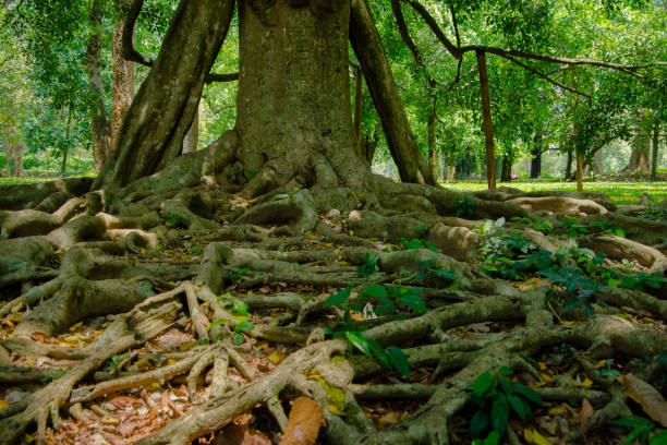 istock Royal Botanical Garden Peradeniya, Sri Lanka 661513240