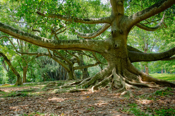 istock Royal Botanical Garden Peradeniya, Sri Lanka 661513360