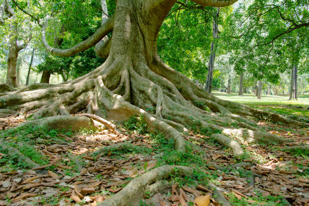 istock Royal Botanical Garden Peradeniya, Sri Lanka 661513484