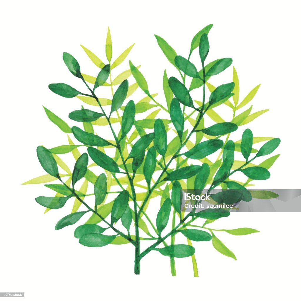 Watercolor Branchs Green Watercolor green branches Watercolor Painting stock vector