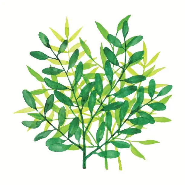 Vector illustration of Watercolor Branchs Green