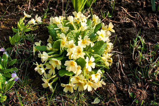 Tuft of primula flowers closeup on wet ground