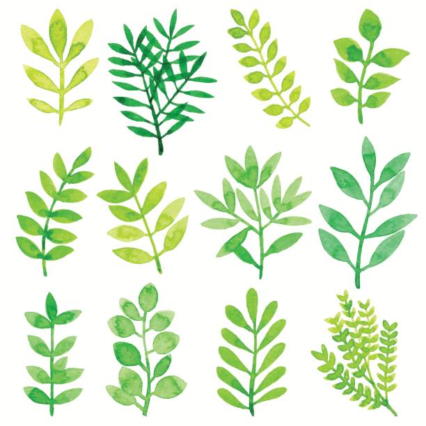 suluboya yaprak yeşil - boya illüstrasyonlar stock illustrations
