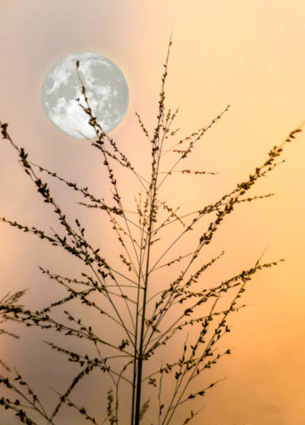 istock full moon and silhouette grass in evening 661532934