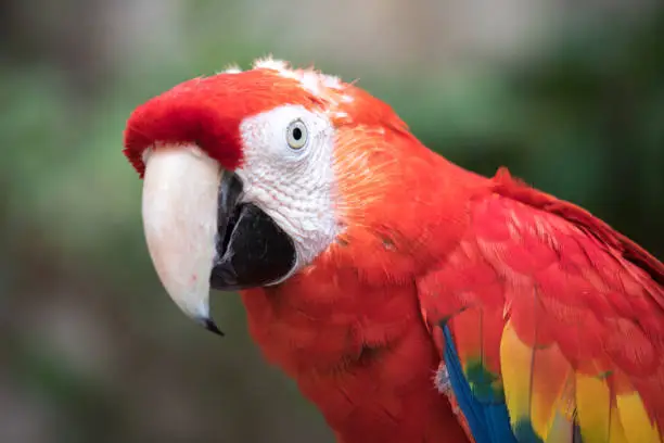 Close-up of a scarlet macaw (Ara macao). Cancun, Mexico.
