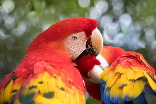 The parrots love each other