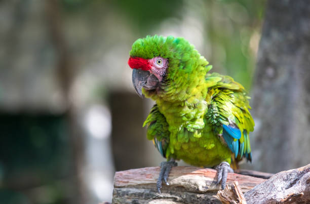 istock Tropical bird close-up. 661548912