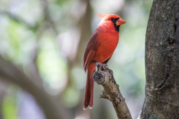 istock Tropical bird close-up. 661549138