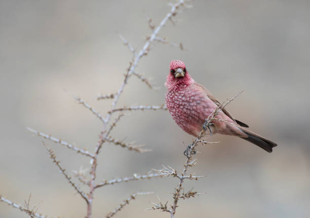 istock Great rose finch 661568074