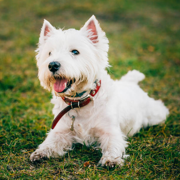istock Small West Highland White Terrier - Westie, Westy Dog 661575712