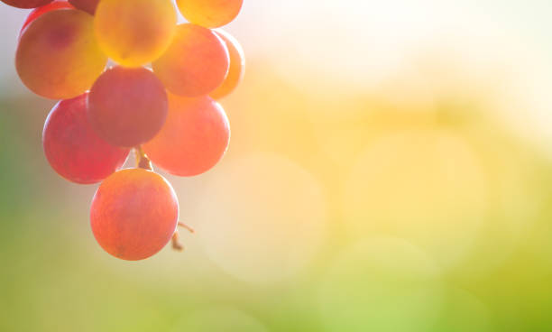 istock Close-up of Red grape in the vineyard 661580816