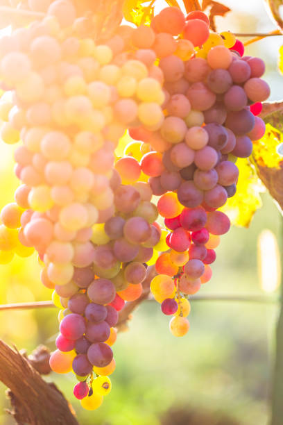 istock Close-up of Red grape in the vineyard 661580968