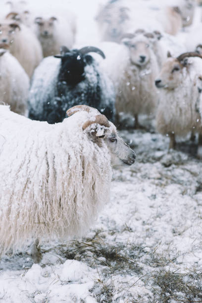 istock Icelandic sheep roaming in the winter 661598280