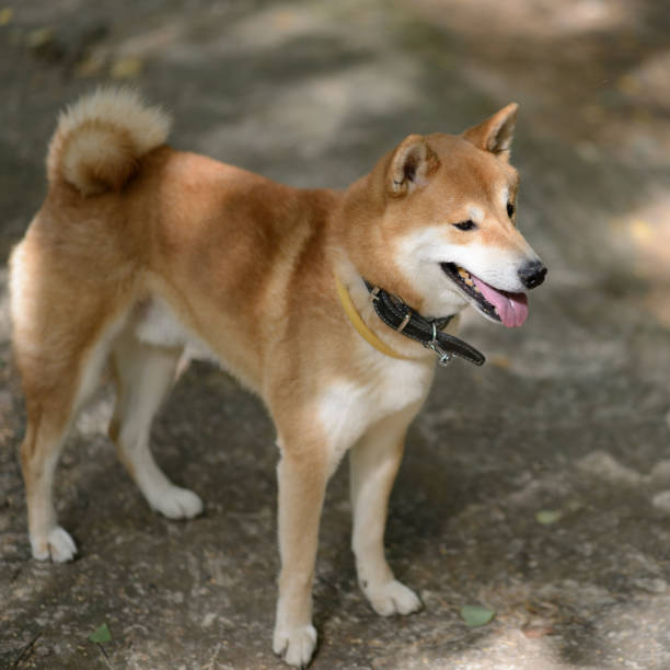 istock Shiba inu dog 661598344