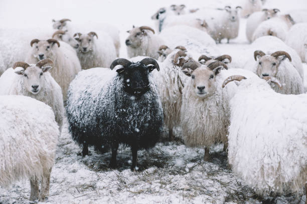 istock Icelandic sheep roaming in the winter 661598480