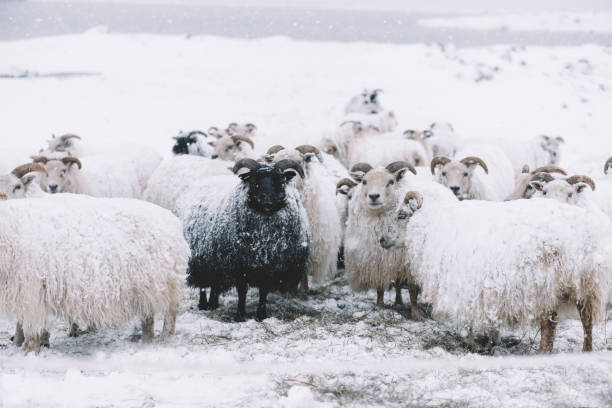 istock Icelandic sheep roaming in the winter 661598636