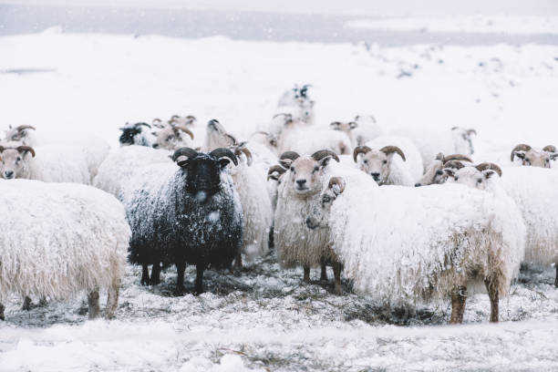 istock Icelandic sheep roaming in the winter 661598794