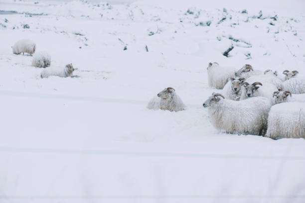 istock Icelandic sheep roaming in the winter 661598852