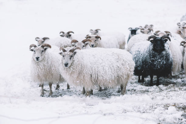 istock Icelandic sheep roaming in the winter 661599102