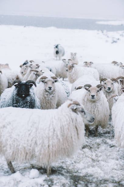 istock Icelandic sheep roaming in the winter 661599316
