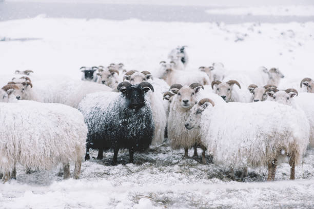 冬にローミング アイスランドの羊 - winter agriculture ranch field ストックフォトと画像