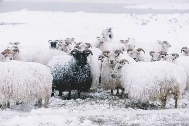 Photo of Icelandic sheep roaming in the winter