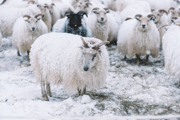 istock Icelandic sheep roaming in the winter 661599700