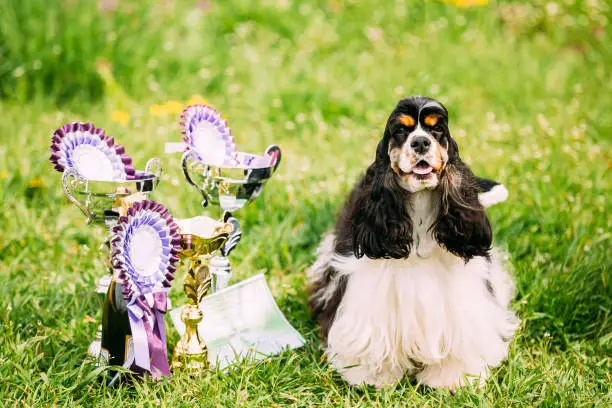 American Cocker Spaniel Dog Sitting On Green Grass Next To Three Cups Of Won At The Dog Show. Sunny Summer Day. Winner Of Dog Show.
